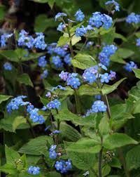 Attēlu rezultāti vaicājumam “Brunnera macrophylla”