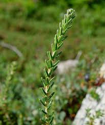 Attēlu rezultāti vaicājumam “Empetrum nigrum leaf”