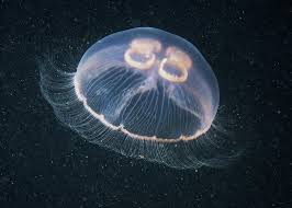 Attēlu rezultāti vaicājumam “Aurelia aurita”