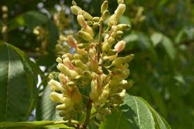 Attēlu rezultāti vaicājumam “Aesculus flava”