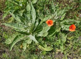 Attēlu rezultāti vaicājumam “Verbascum densiflorum”