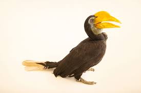 Attēlu rezultāti vaicājumam “Rhynocoris annulatus imago”