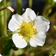 Attēlu rezultāti vaicājumam “Fragaria vesca flower”