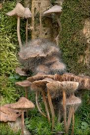 Attēlu rezultāti vaicājumam “Spinellus fusiger”