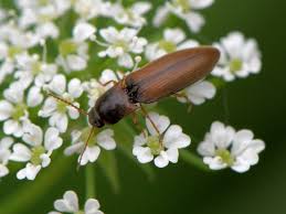 Attēlu rezultāti vaicājumam “Dalopius marginatus”
