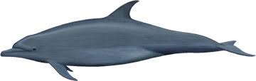 Image result for Tursiops truncatus