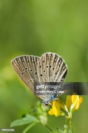 Attēlu rezultāti vaicājumam “Maculinea teleius”