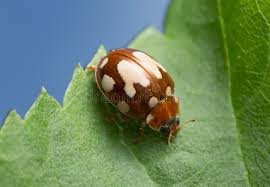 Attēlu rezultāti vaicājumam “Calvia quatuordecimguttata”