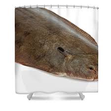 Image result for Solea solea