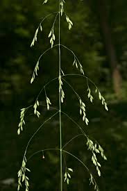 Attēlu rezultāti vaicājumam “Poa remota bud”