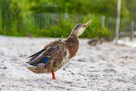 Attēlu rezultāti vaicājumam “Anas platyrhynchos male”