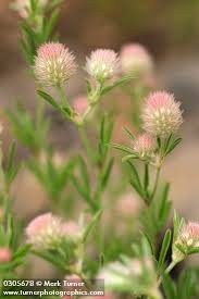 Attēlu rezultāti vaicājumam “Trifolium arvense fruit”