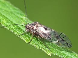 Attēlu rezultāti vaicājumam “Psococerastis gibbosa”