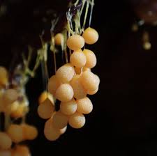 Attēlu rezultāti vaicājumam “Badhamia utricularis”