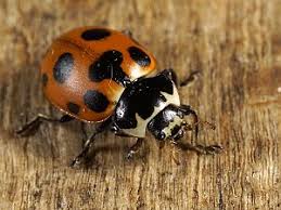 Attēlu rezultāti vaicājumam “Hippodamia notata”