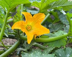 Attēlu rezultāti vaicājumam “Cucurbita pepo leaf”