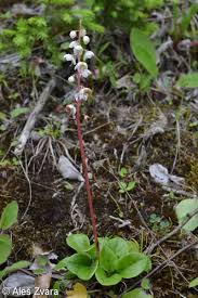 Attēlu rezultāti vaicājumam “Pyrola rotundifolia”