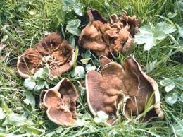 Attēlu rezultāti vaicājumam “Disciotis venosa”