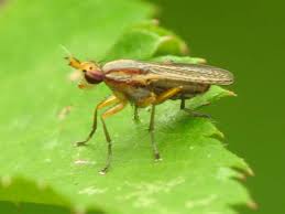 Attēlu rezultāti vaicājumam “Sciomyzidae”