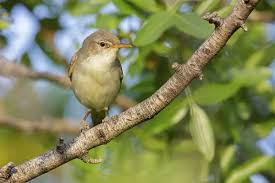 Image result for Hippolais olivetorum