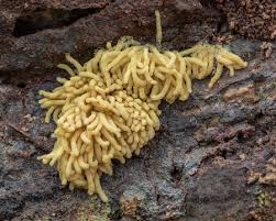 Attēlu rezultāti vaicājumam “Arcyria major”