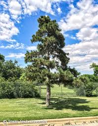 Attēlu rezultāti vaicājumam “Pinus nigra”