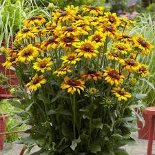 Image result for Rudbeckia
