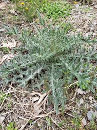 Attēlu rezultāti vaicājumam “Cirsium heterophyllum leaf”