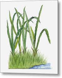 Attēlu rezultāti vaicājumam “Acorus calamus leaf”