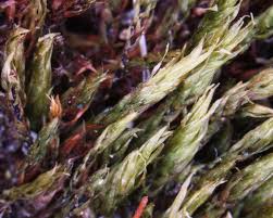 Attēlu rezultāti vaicājumam “Pohlia nutans sporophyte”