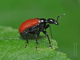 Attēlu rezultāti vaicājumam “Apoderus coryli”