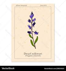 Attēlu rezultāti vaicājumam “Polygala amarella flower”