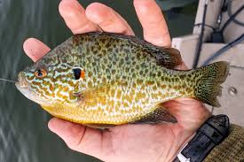 Image result for Lepomis gibbosus