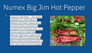 Afbeeldingsresultaat voor numex chimayo hot pepper