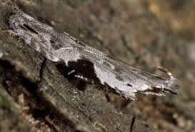 Attēlu rezultāti vaicājumam “Hypatima rhomboidella”