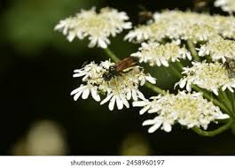 Attēlu rezultāti vaicājumam “Tenthredo campestris female”