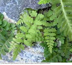 Attēlu rezultāti vaicājumam “Cystopteris fragilis”