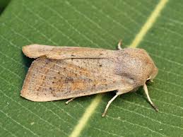 Attēlu rezultāti vaicājumam “Orthosia gracilis”