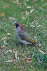 Attēlu rezultāti vaicājumam “Picus viridis”