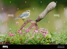Attēlu rezultāti vaicājumam “Cyanistes caeruleus juvenile”