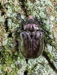 Attēlu rezultāti vaicājumam “Osmoderma barnabita imago”