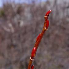 Attēlu rezultāti vaicājumam “Salix daphnoides subsp. acutifolia bud”