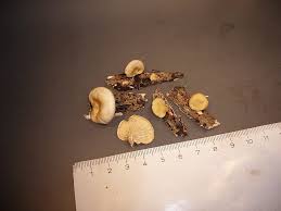 Attēlu rezultāti vaicājumam “Lentinus suavissimus”