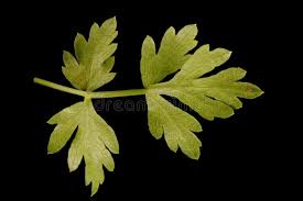 Attēlu rezultāti vaicājumam “Peucedanum oreoselinum flower”