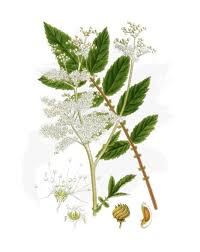 Attēlu rezultāti vaicājumam “Filipendula ulmaria  leaf”