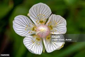 Attēlu rezultāti vaicājumam “Parnassia palustris flower”