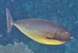 Image result for Naso hexacanthus