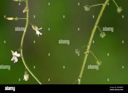 Attēlu rezultāti vaicājumam “Circaea lutetiana fruit”