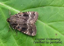 Attēlu rezultāti vaicājumam “Amphipyra pyramidea”