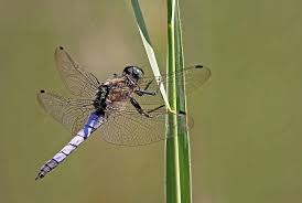 Attēlu rezultāti vaicājumam “Libellula depressa male”